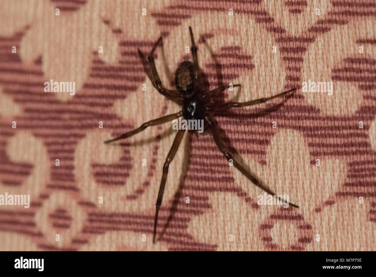 Close up steatoda nobilis nobile false vedova ragno velenoso su una tenda nel Regno Unito Foto Stock