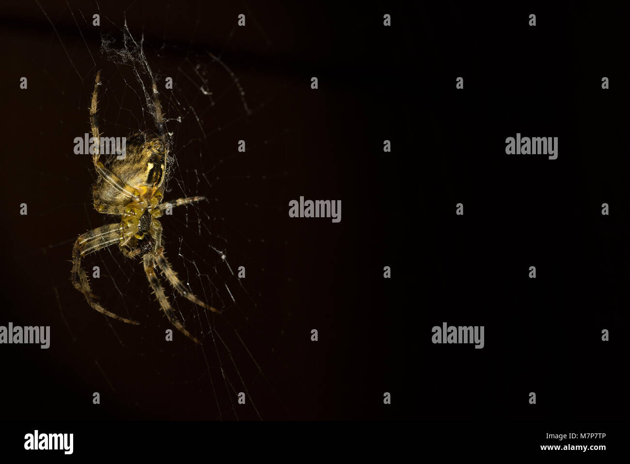 Un buio close up di ripresa macro di un comune British giardino ragno sul suo tessuto con oscurati sfondo. Foto Stock