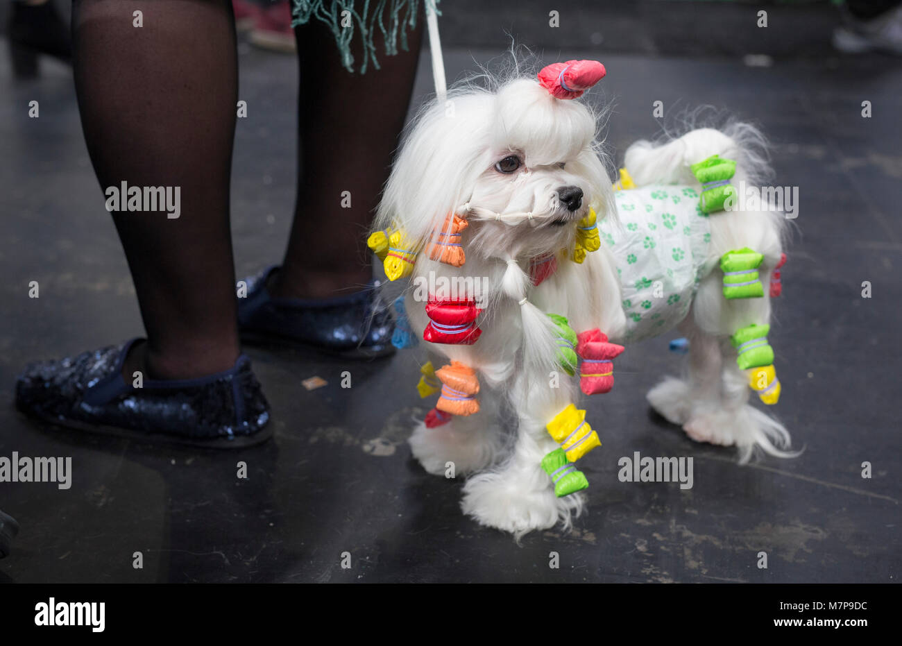 Un preparato maltese per l'anello di giudizio al Crufts, i mondi più grande dog show. Si tiene ogni anno a Birmingham, Regno Unito Foto Stock