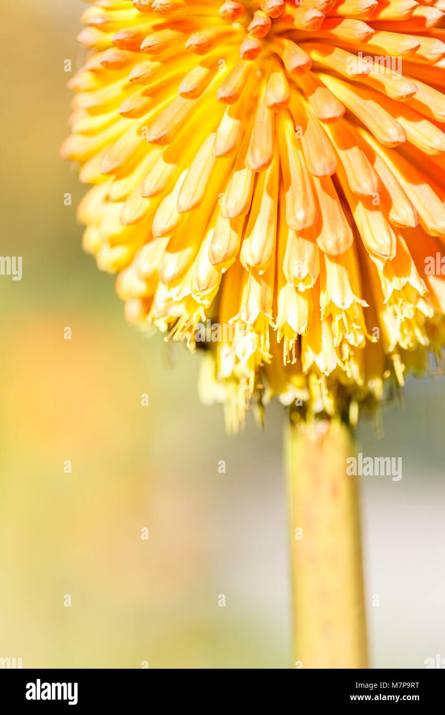 Kniphofia uvaria Foto Stock
