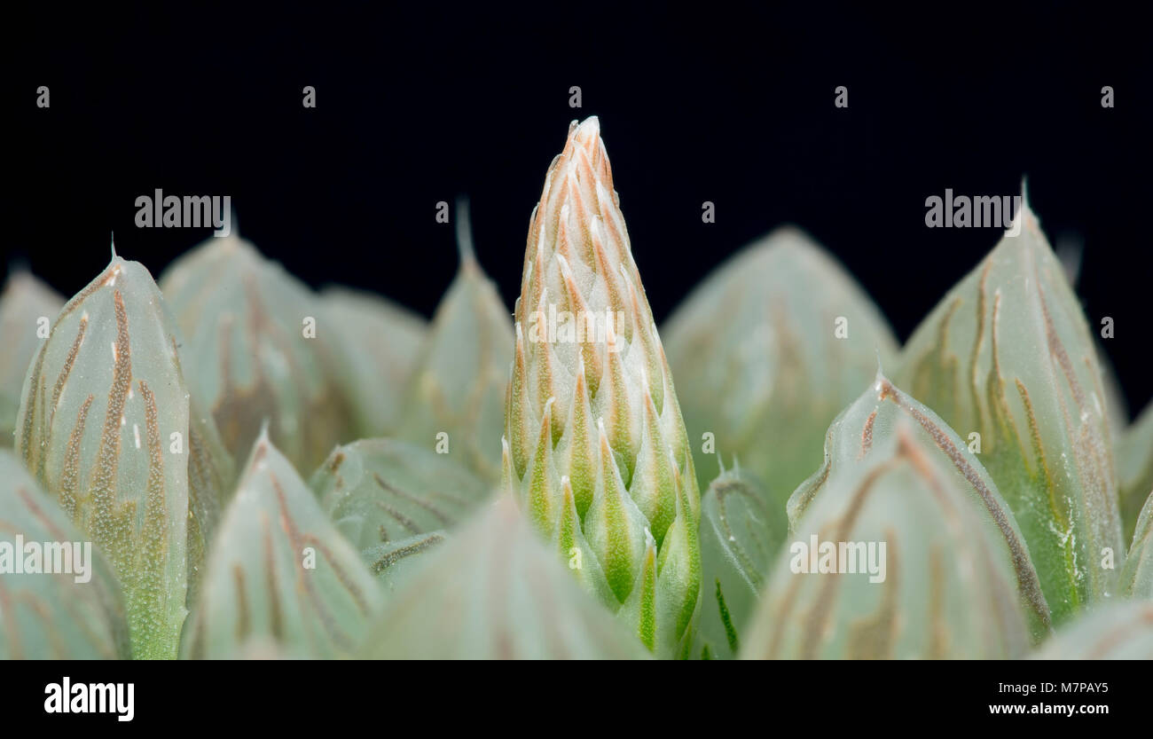 "Haworthia" obtusa germoglio di fiore emergente dal centro della rosetta in primavera. Coltivate (origine Sud Africa) Foto Stock