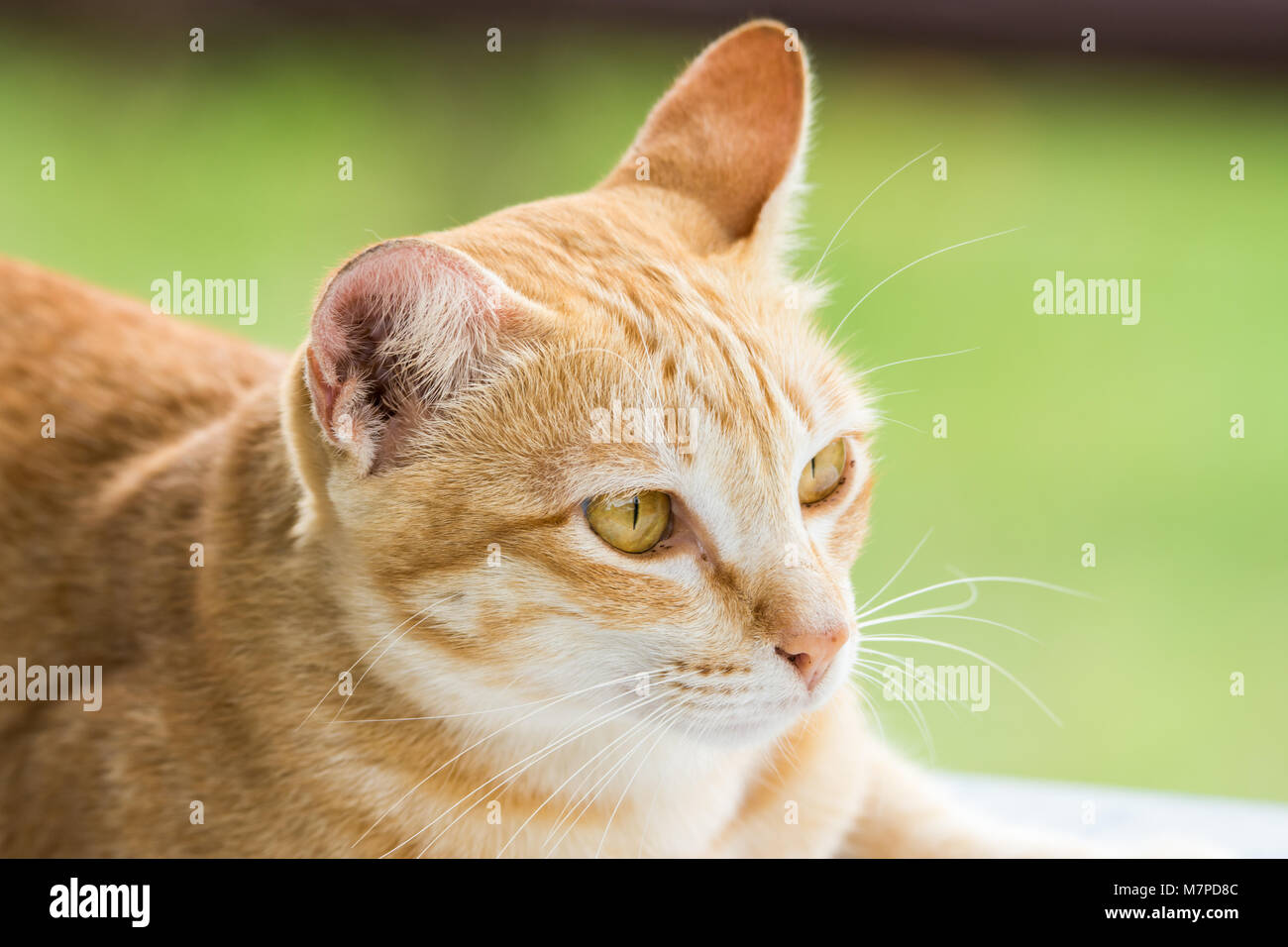 Adagiandosi verso il basso carino orange spogliato gatto verde con sfondo sfocato Foto Stock