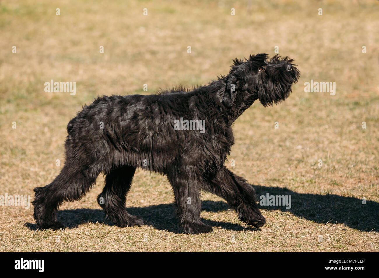 Camminare gigante nero Schnauzer Riesenschnauzer o cane all'aperto. Passo. Foto Stock