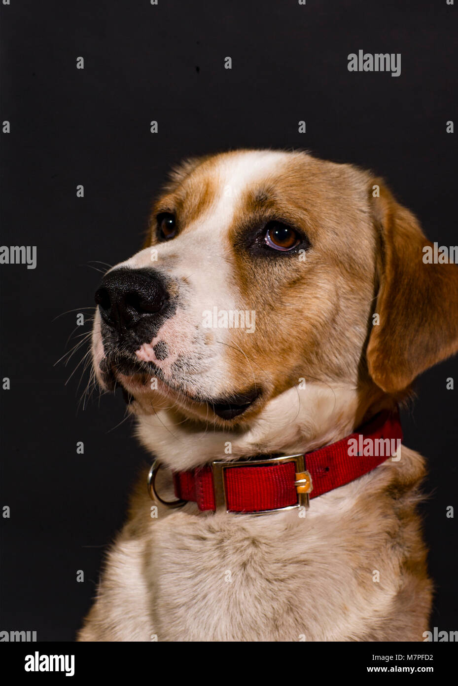 Ritratto classico di una razza mista, tan e cane bianco che indossa un collare rosso, contro uno sfondo nero. Foto Stock