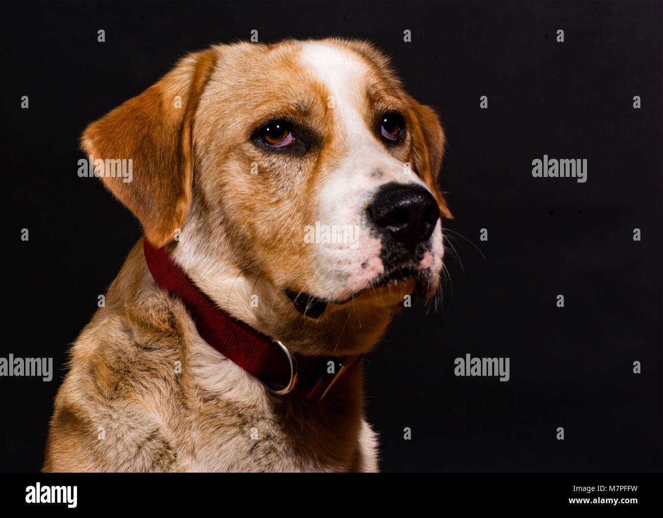 Ritratto classico di una razza mista, tan e cane bianco che indossa un collare rosso, contro uno sfondo nero. Foto Stock