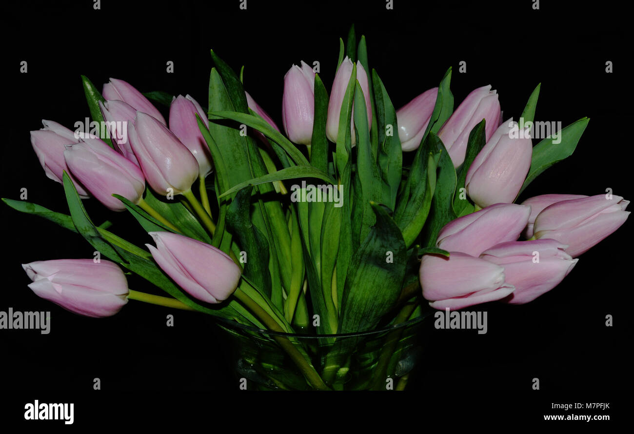 Mazzetto di tagliare i tulipani Rosa nel display Foto Stock