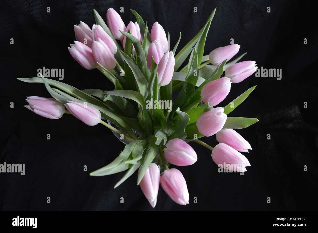 Mazzetto di tagliare i tulipani Rosa nel display Foto Stock