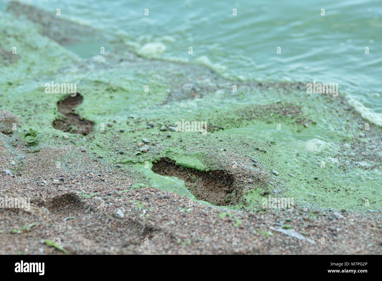 San Pietroburgo, Russia - 08 agosto 2015: Fioritura delle alghe blu-verdi nel Golfo di Finlandia. Foto Stock