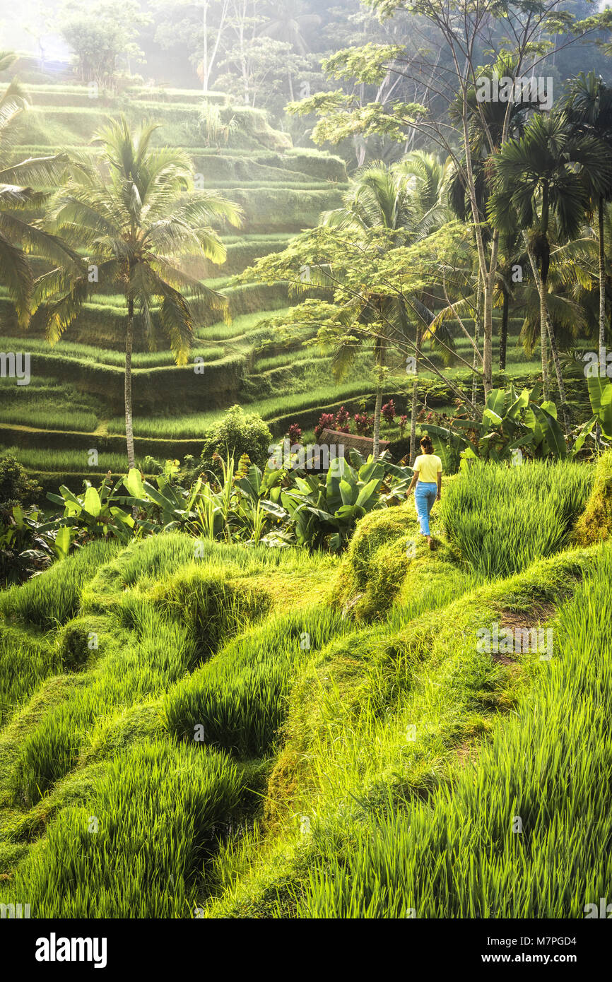 Le belle terrazze di riso Tegallalang presso sunrise, Ubud a Bali Foto Stock