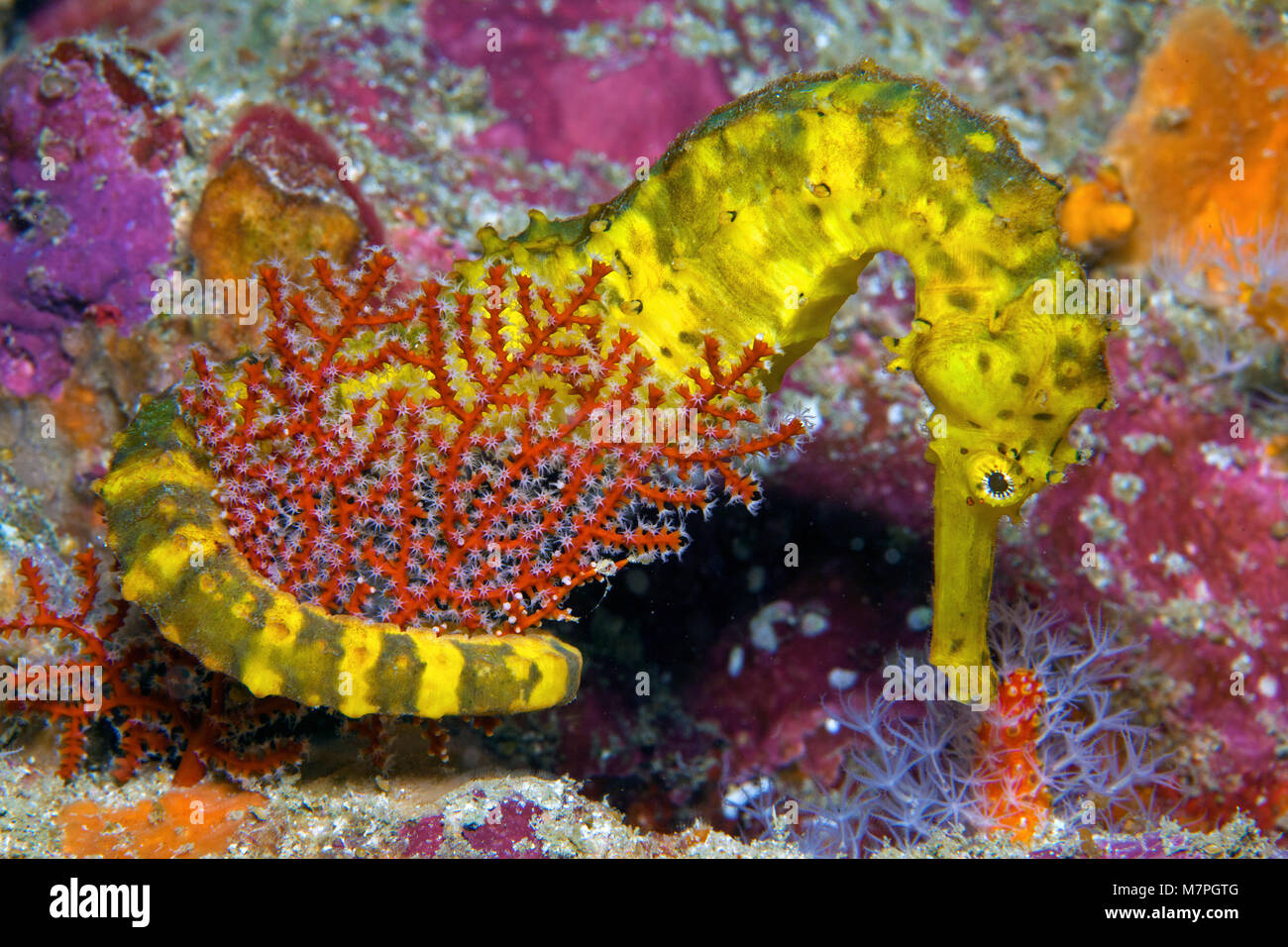 Tiger-coda di cavalluccio marino (ippocampo deriva), isole Similan, sul Mare delle Andamane, Thailandia, Indo-pacifico oceano, Asia Foto Stock