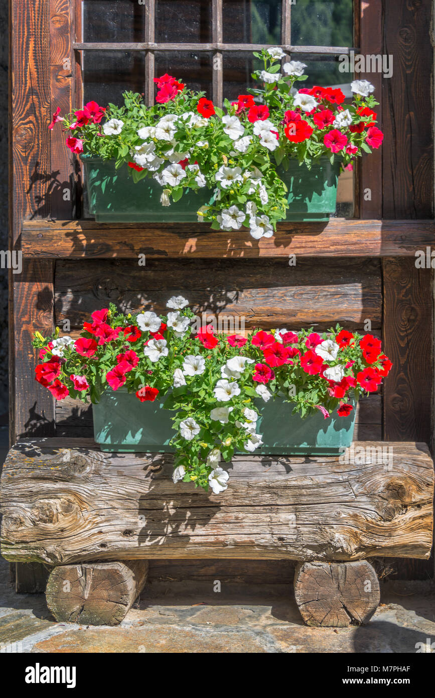 Petunia vasi di fiori sulla finestra di un rustico in legno log cabin nelle Alpi, Valle d'Aosta, Italia Foto Stock