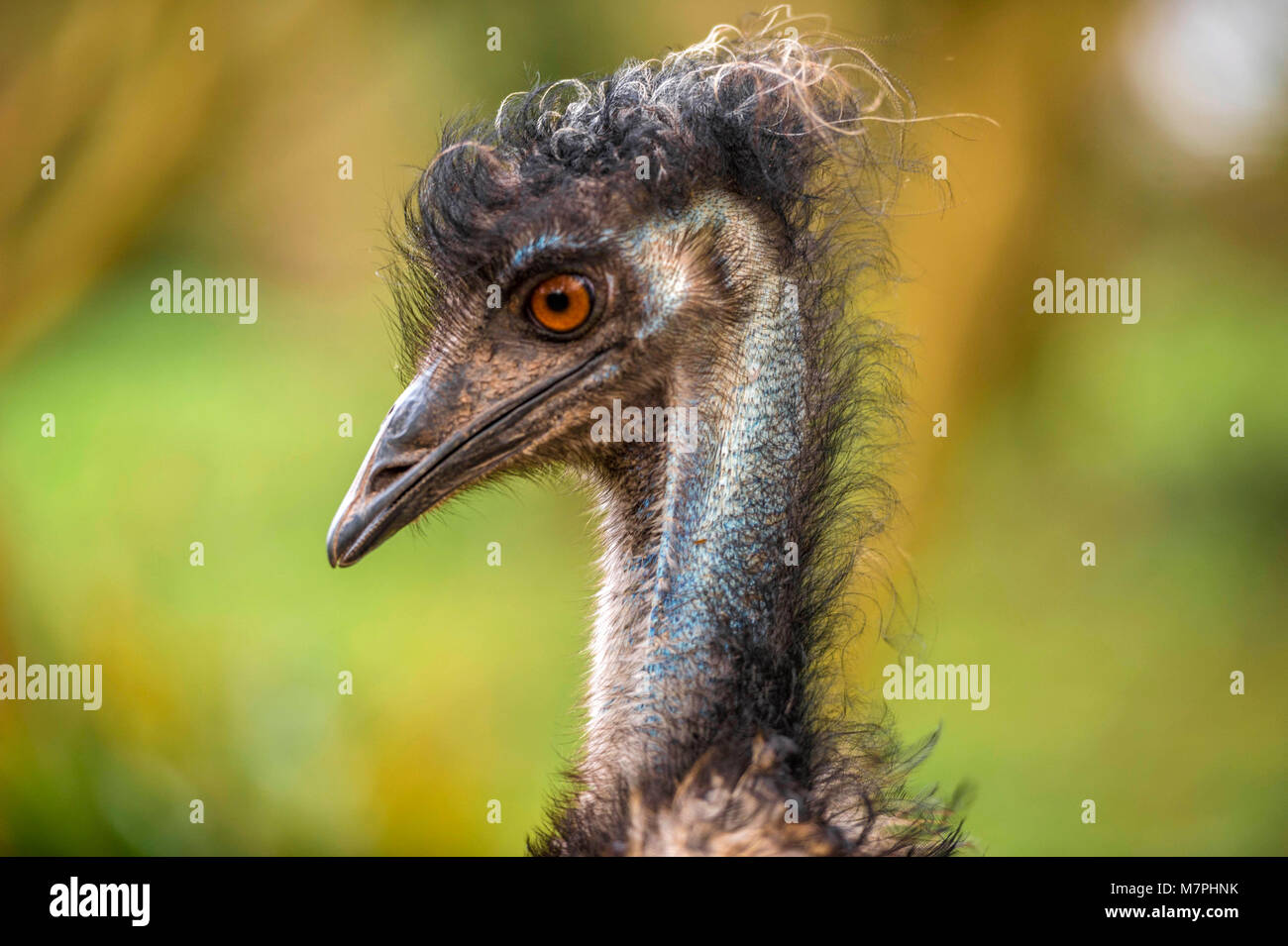 Australian Emu (Dromaius novaehollandiae) close-up la collezione di ritratti. Foto Stock