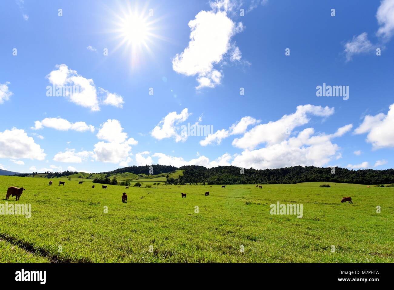 Australian bovini da carne nel campo verde Foto Stock