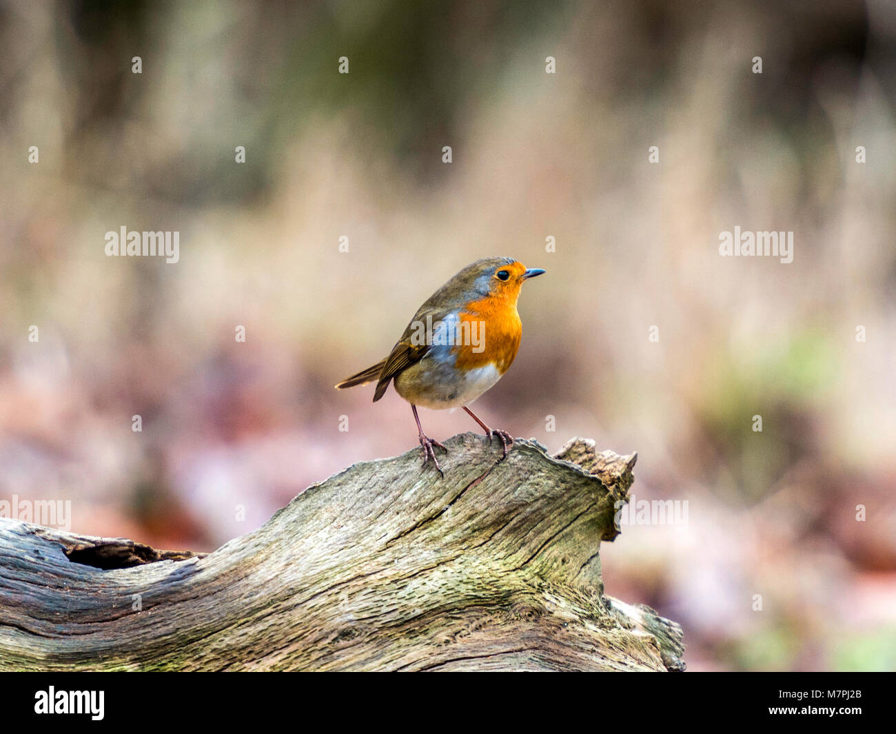 Wild European Robin (Erithacus rubecula) ritratti in habitat naturali. Foto Stock