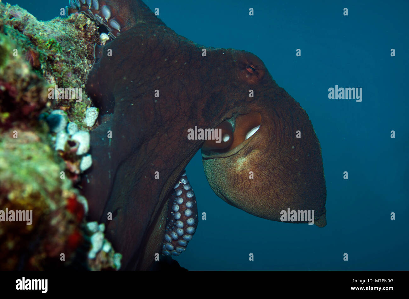 Chiusura del giorno Octopus, Octopus cyanea, sulla barriera corallina in atollo di Ari, Maldive Foto Stock