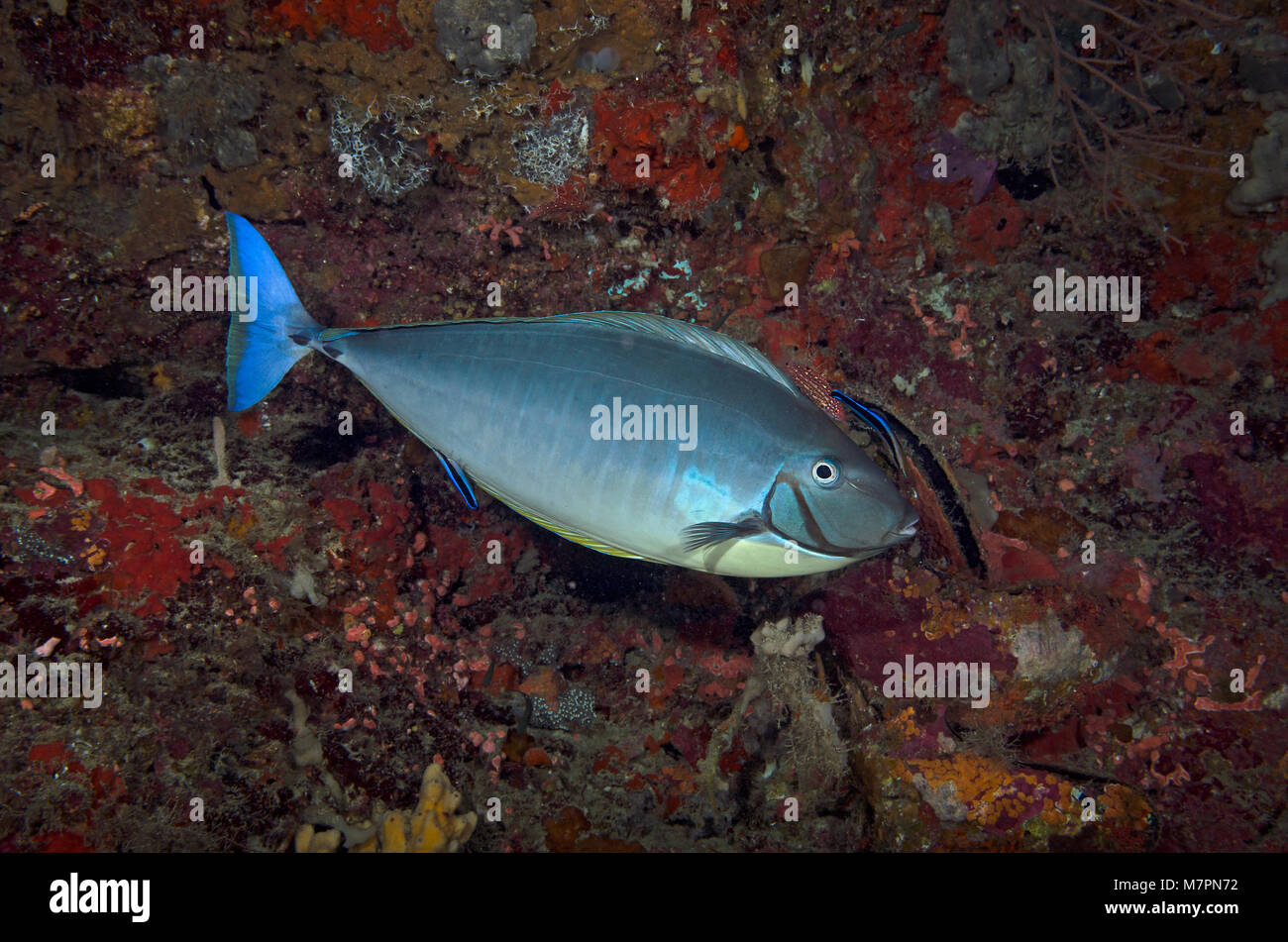 Elegante Unicornfish, Naso hexacanthus, con due wrasse, Ari Atoll, Oceano Indiano, Maldive Foto Stock