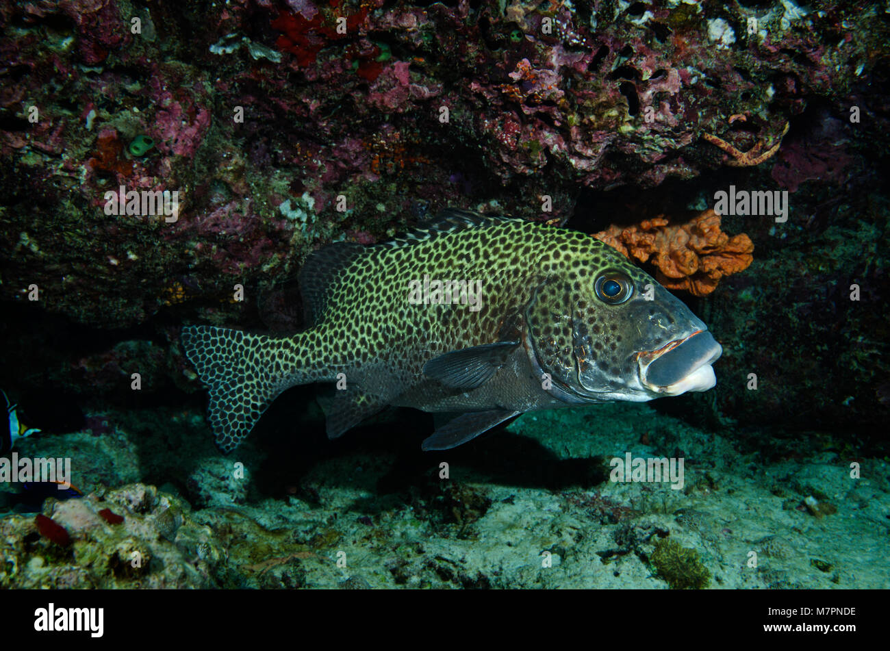 Arlecchino Sweetlips, Plectorhinchus chaetodonoides, in una grotta in Bathala, Ari Atoll, Oceano Indiano, Maldive Foto Stock