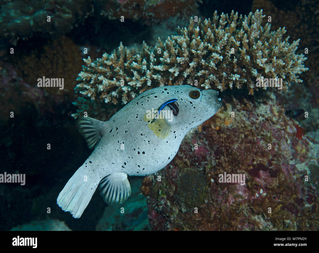 Blackspotted Puffer fish o Dog-di fronte Puffer, Arothron nigropunctatus, con wrasse sulla barriera corallina delle Maldive Foto Stock