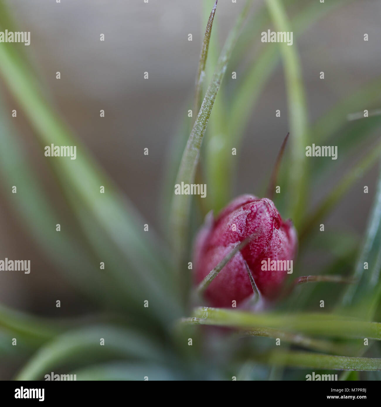 Tillandsia con un fiore rosa e lunghe foglie verde Foto Stock