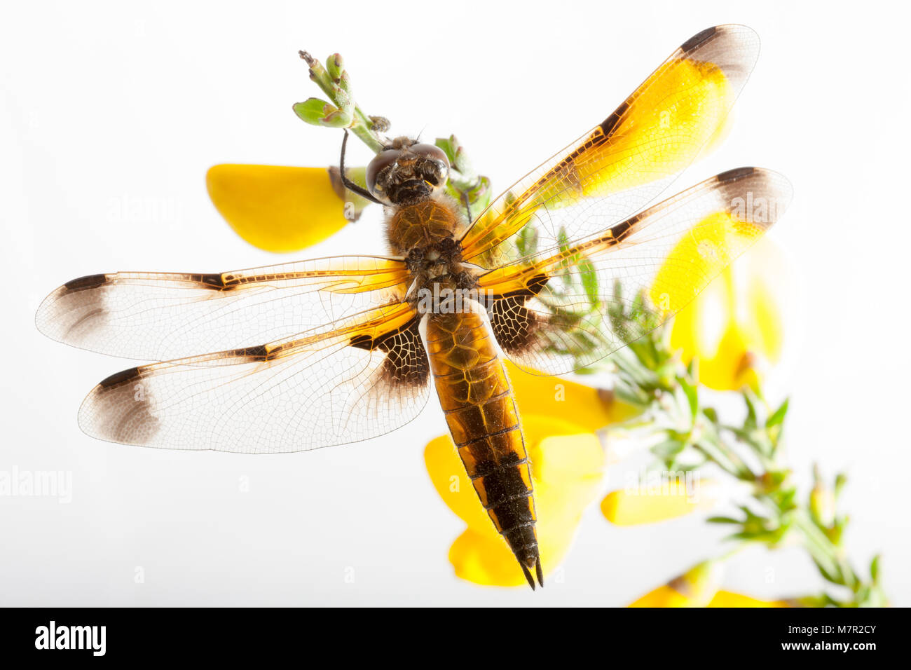 Un quattro chiaser dragonfly maculata, Libellula quadrimaculata, fotografato su sfondo bianco. Dorset Inghilterra GB Foto Stock