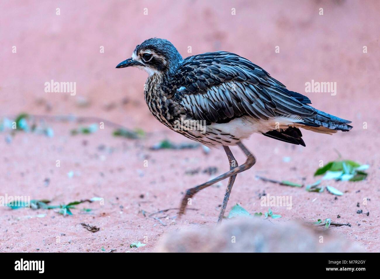 Australian Stone Curlew raffigurato scurrying attraverso ruvido terreno desertico. Foto Stock