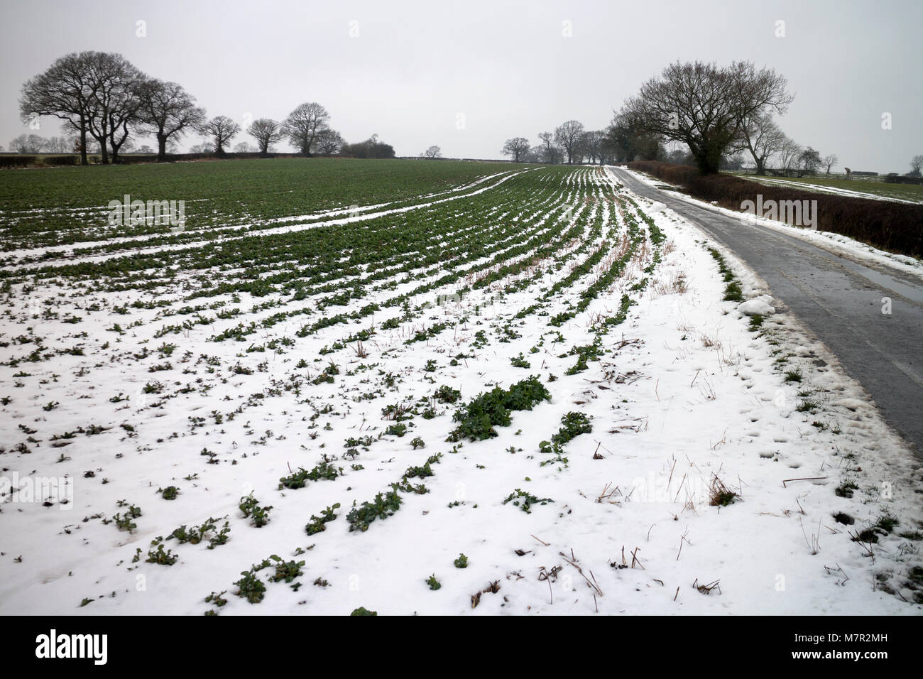 File di raccolti in un campo in caso di neve, Warwickshire, Regno Unito Foto Stock