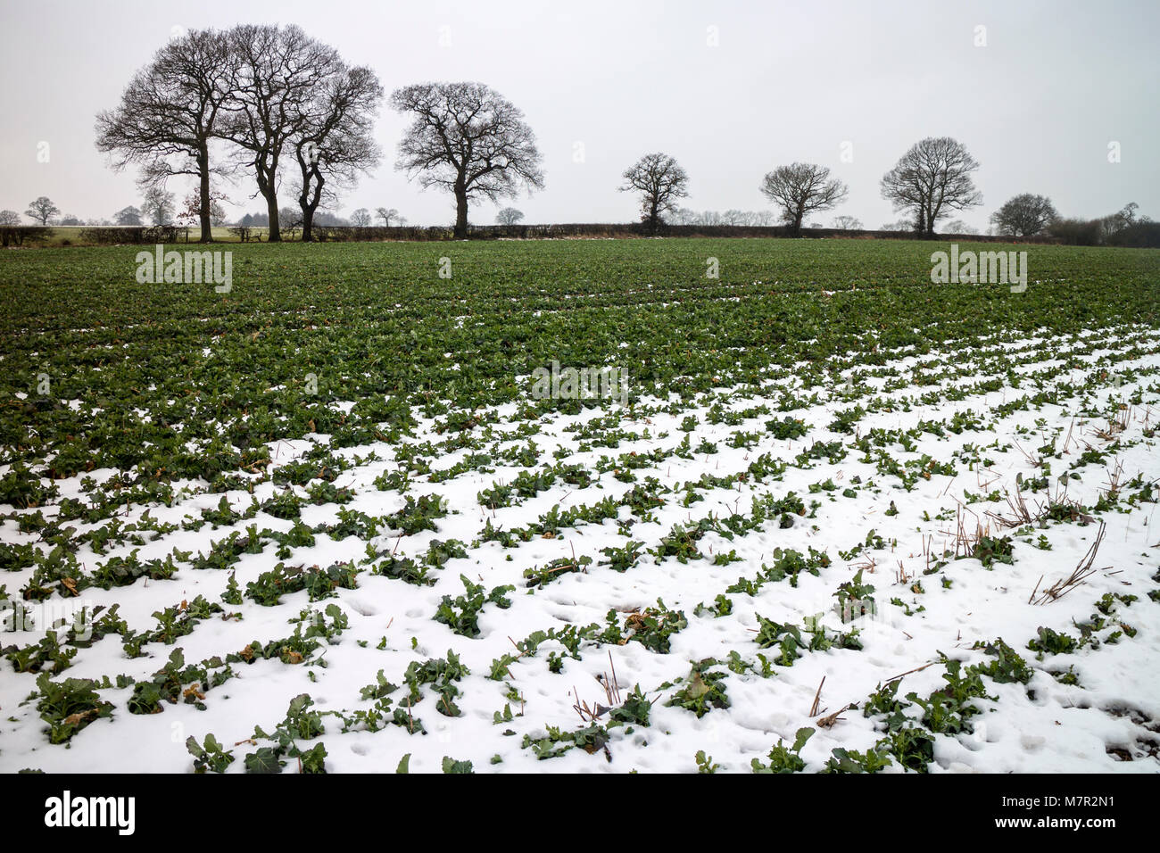 Colture in un campo in caso di neve, Warwickshire, Regno Unito Foto Stock