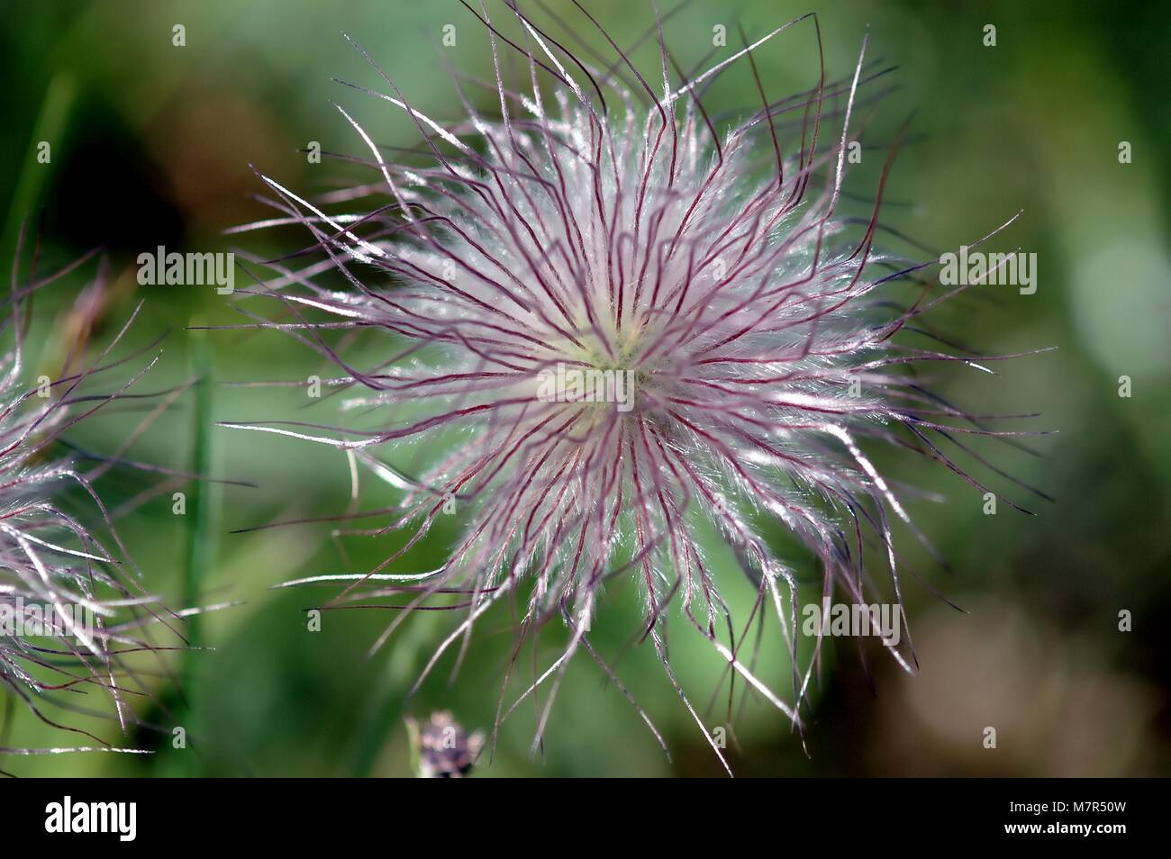 Prato Anemone, Pasqueflower, lilla, molla Foto Stock