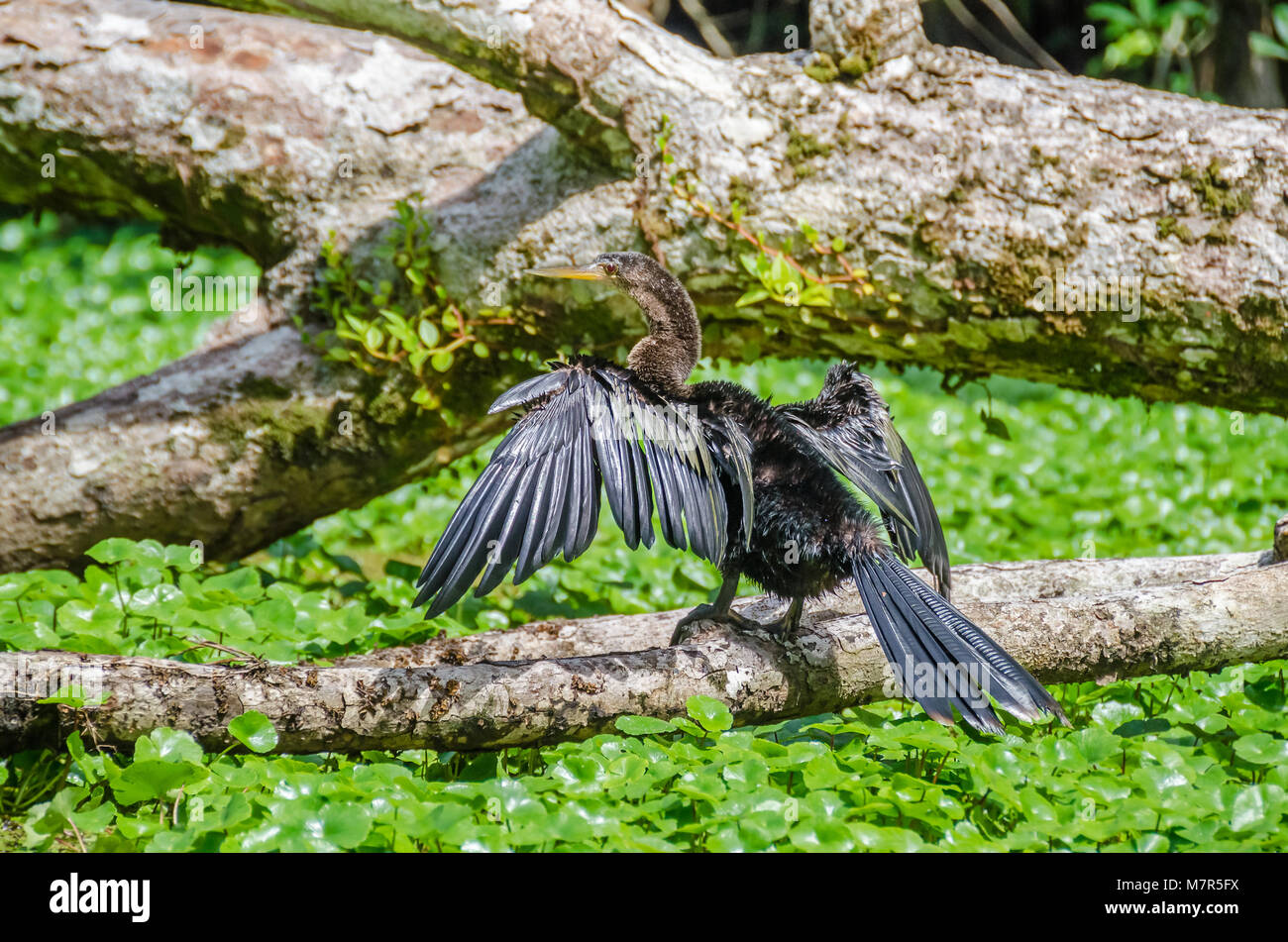 Anhinga (Anhinga anhinga), o American darter, o acqua in Turchia, chiamato anche snakebird, asciugando le sue ali allargata su un ramo di albero tra piante di acqua Foto Stock