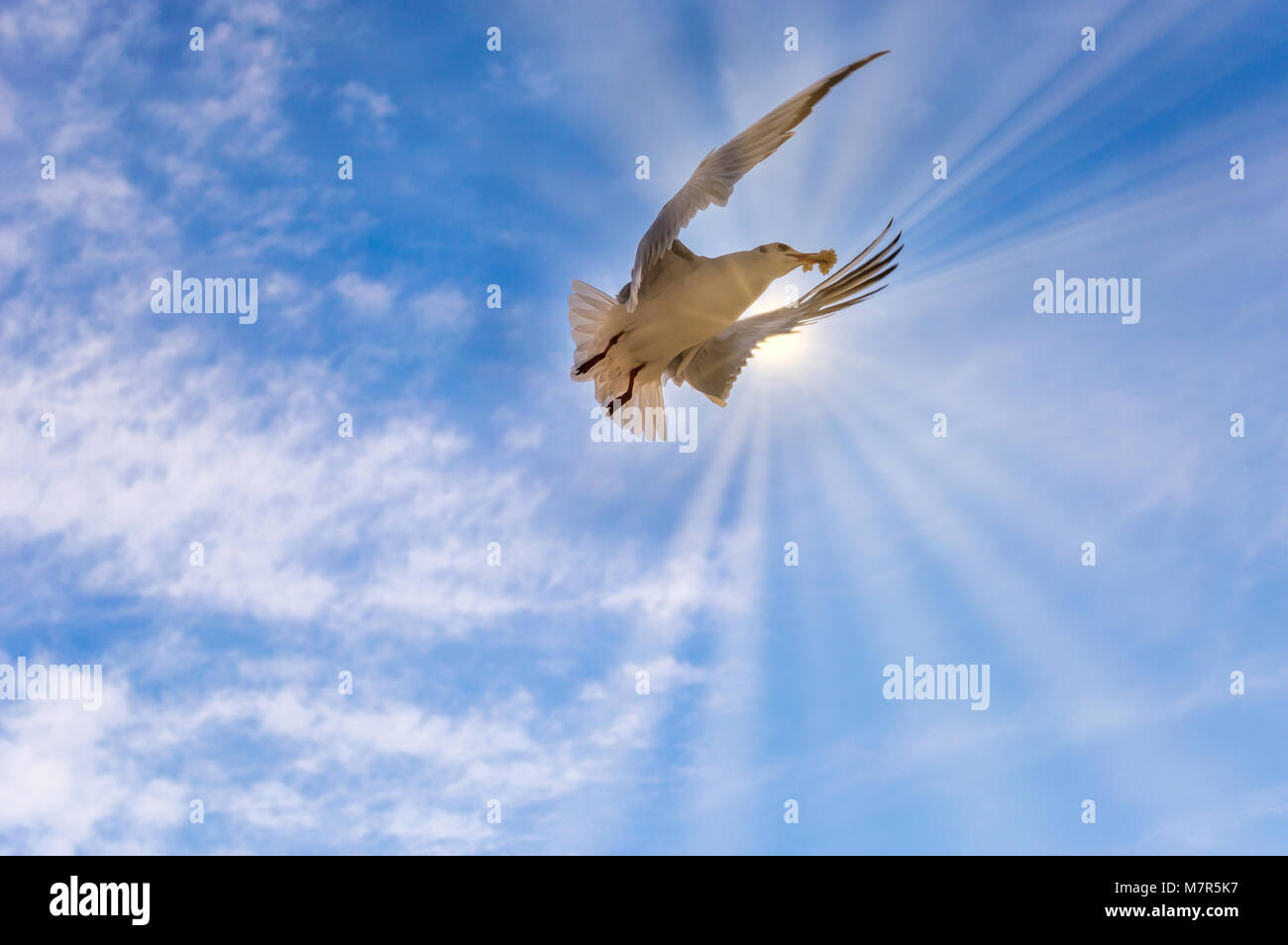 Seagull battenti sul cielo trafficata antenne di pane. Uccello che vola in cielo con un pezzo di pane e in cerca di cibo Foto Stock