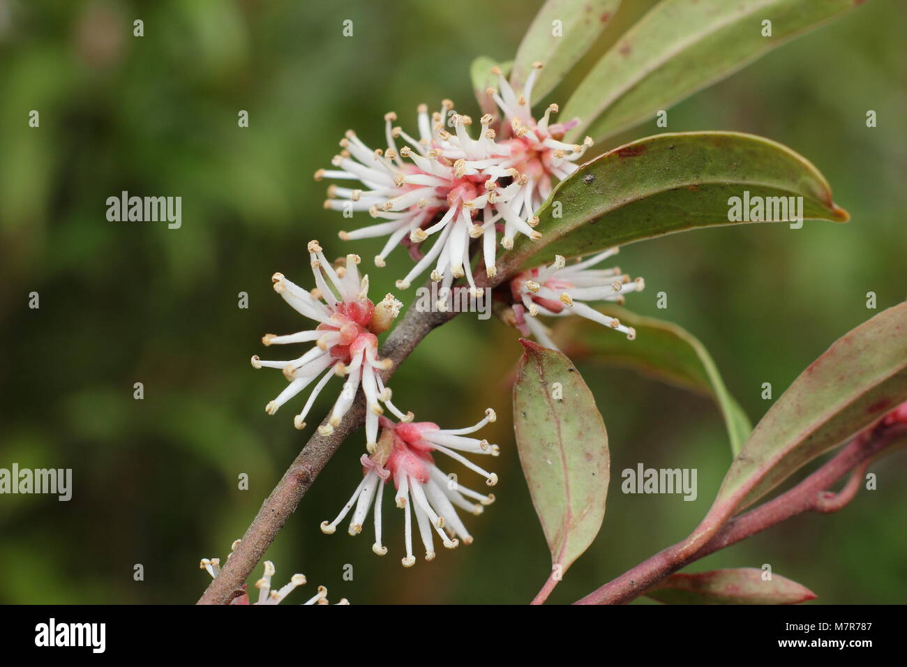 Sarcococca hookeriana var. digyna 'stelo viola' dolce o scatola di Natale, un molto profumato fioritura invernale, di arbusti in fiore. Foto Stock