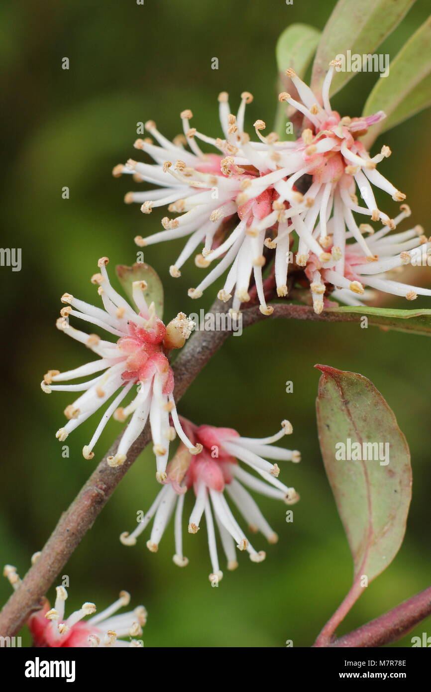 Sarcococca hookeriana var. digyna 'stelo viola' dolce o scatola di Natale, un molto profumato fioritura invernale, di arbusti in fiore. Foto Stock