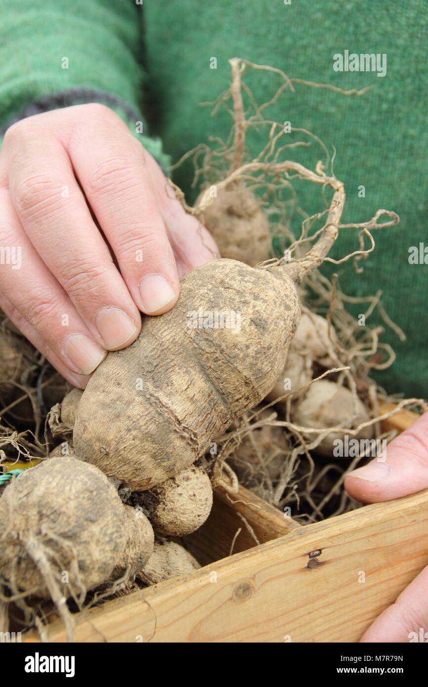 Controllare il dahlia tuberi per rot durante oltre-stoccaggio invernale. Giardiniere maschio, UK. Foto Stock