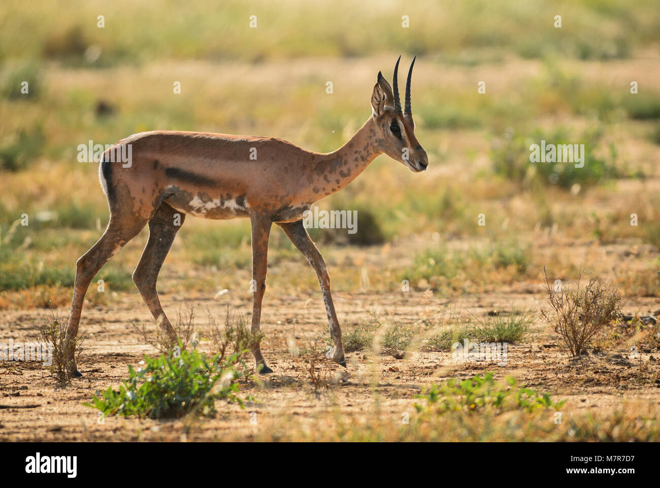 Grant's Gazelle - Nanger granti, piccola antilope veloce dalla savana africana, Tsavo National Park in Kenya. Foto Stock