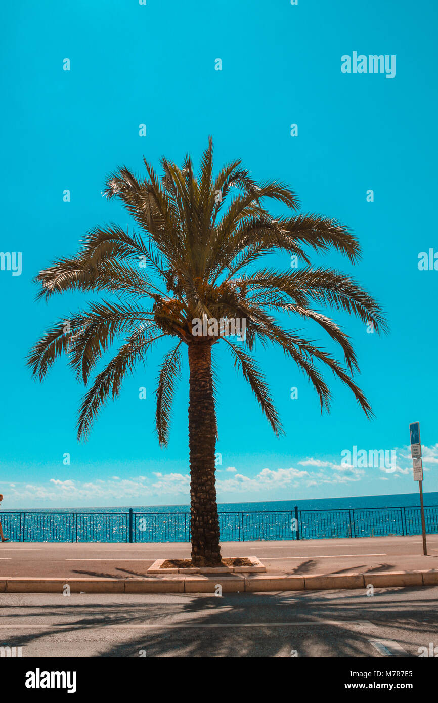 Palm tree di fronte il mare blu acqua, Francia, Nizza Foto Stock