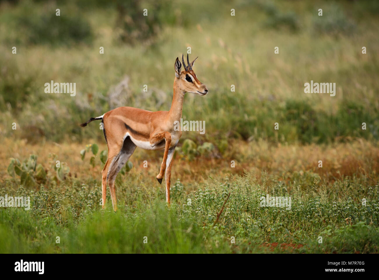 Grant's Gazelle - Nanger granti, piccola antilope veloce dalla savana africana, Tsavo National Park in Kenya. Foto Stock