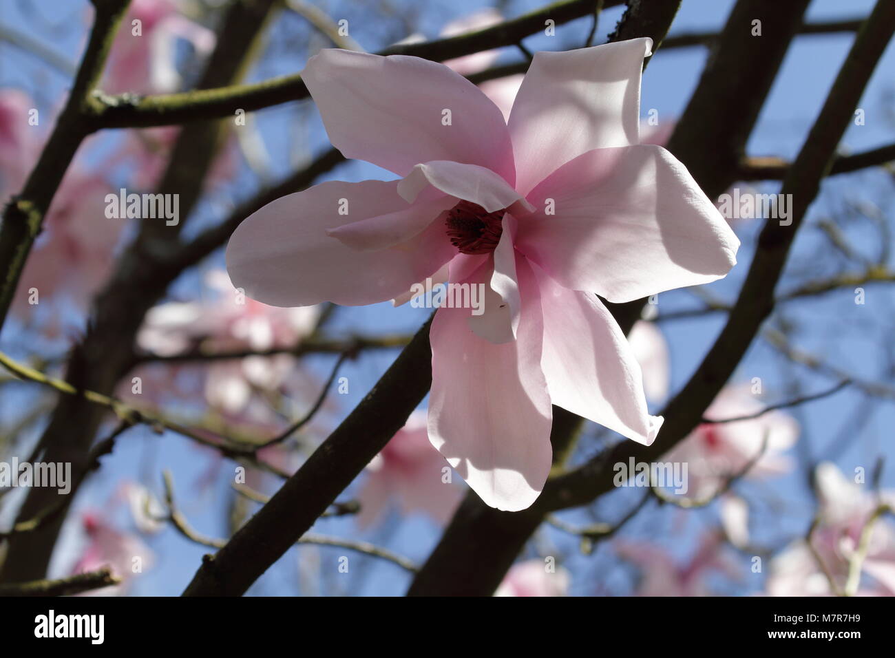 Magnolia cambellii Foto Stock