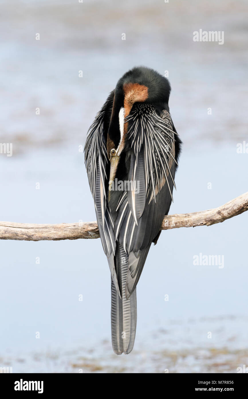 African darter (anhinga rufa) di pulizia le piume, Wilderness National Park, Sud Africa Foto Stock