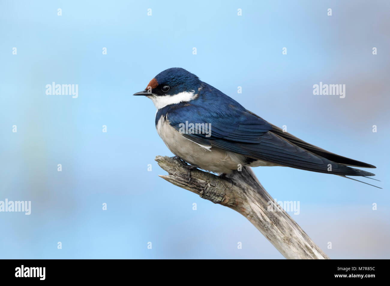 Bianco-throated swallow (Hirundo albigularis) appollaiate su un ceppo di albero, Wilderness National Park, Sud Africa Foto Stock