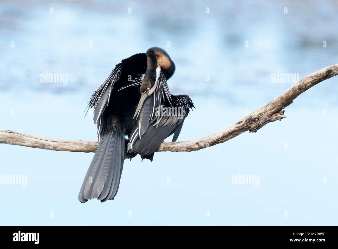 African darter (anhinga rufa) ali di pulizia, Wilderness National Park, Sud Africa Foto Stock