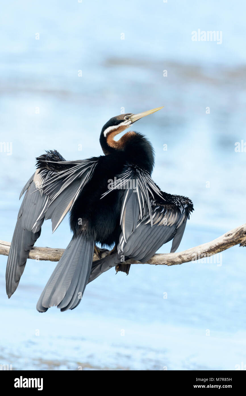 African darter (anhinga rufa) essiccare le sue ali, Wilderness National Park, Sud Africa Foto Stock