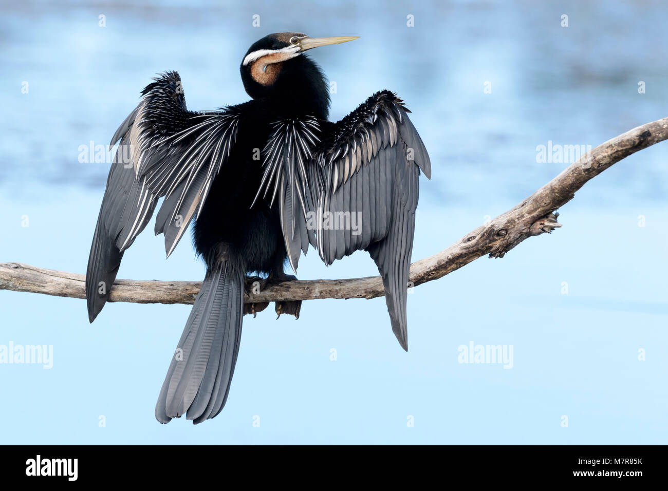 African darter (anhinga rufa) essiccare le sue ali, Wilderness National Park, Sud Africa Foto Stock