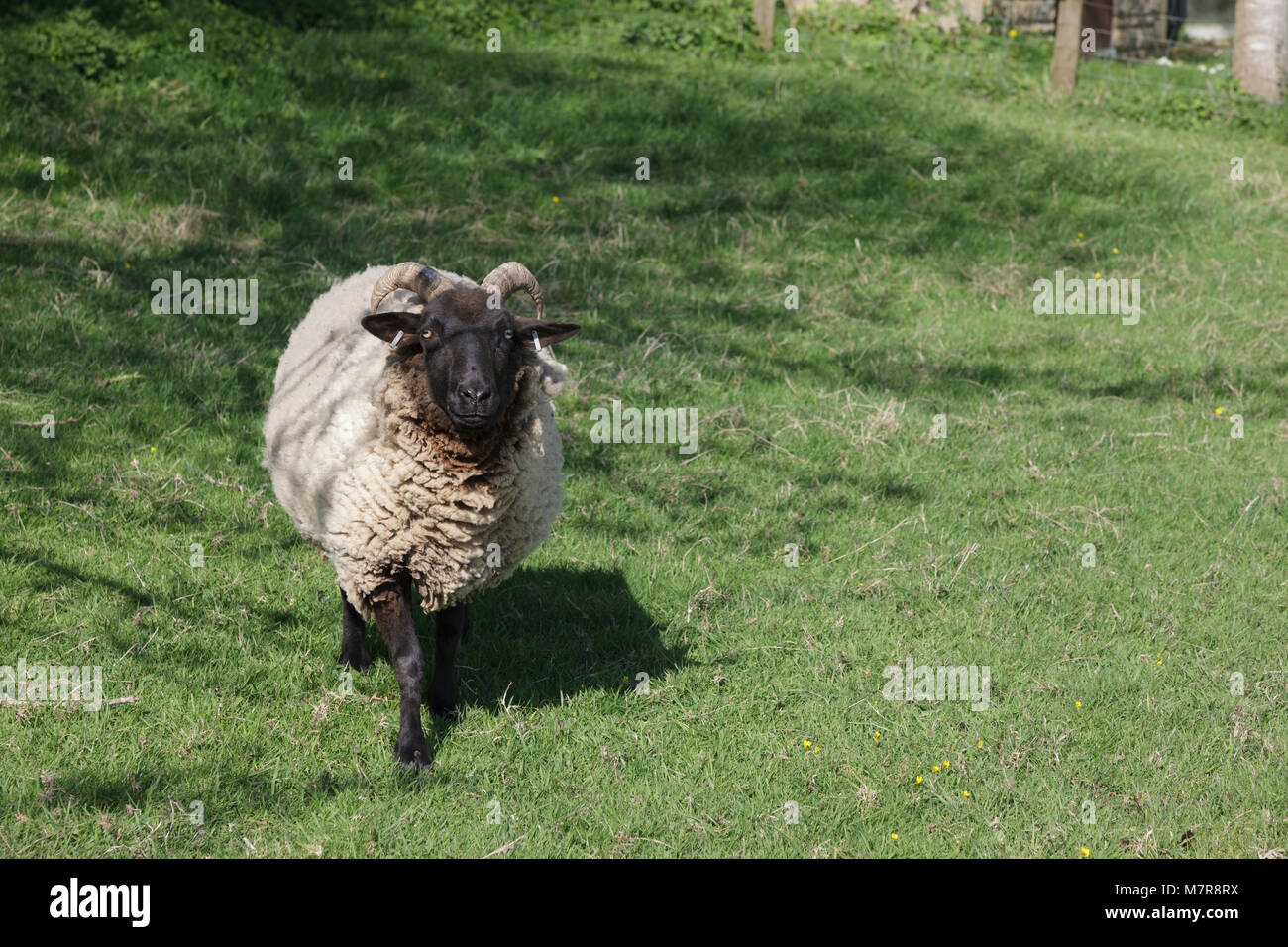 Singola nera di fronte pecore avvicinando la fotocamera e guardando quizzical Foto Stock