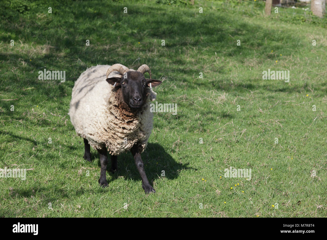 Singola nera di fronte pecore avvicinando la fotocamera e guardando quizzical Foto Stock