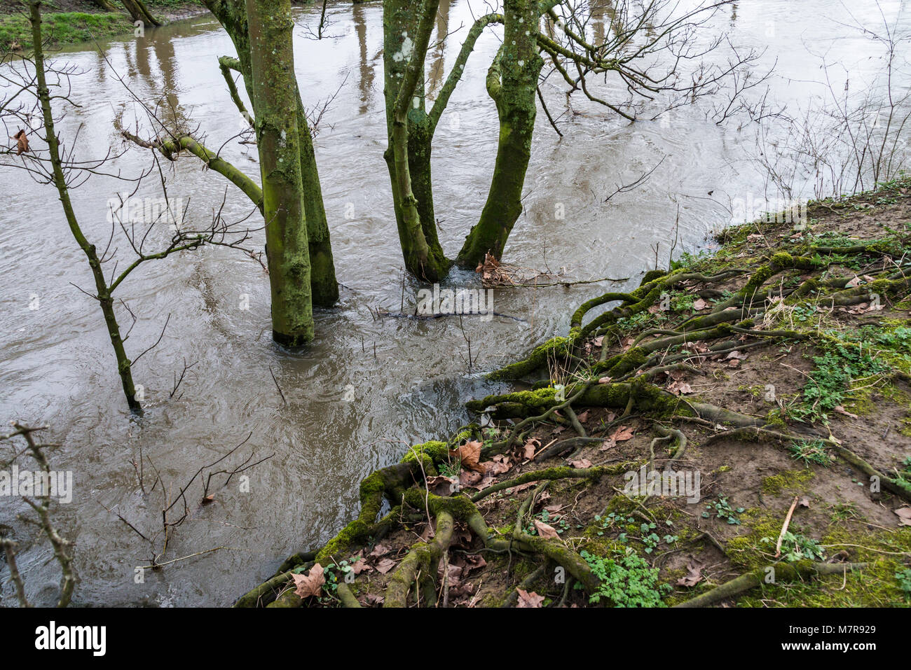 Alberi in gonfio Fiume Avon a Lacock Foto Stock