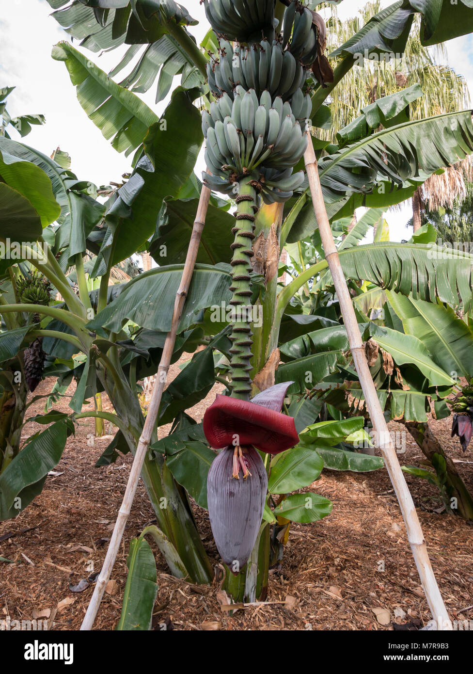 Pianta di banana rossa fiorente, che mostra la fioritura della banana. Palmetum, giardino botanico, Santa Cruz de Tenerife, Tenerife, Spagna. Foto Stock
