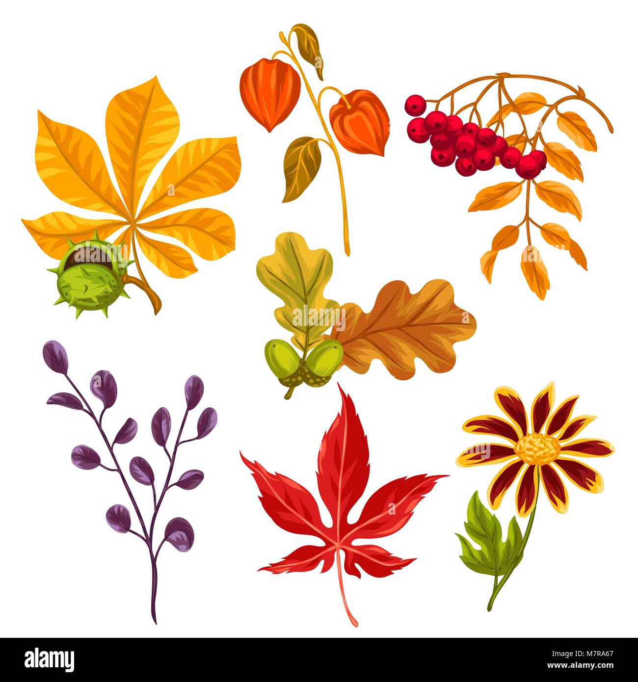 Set di stilizzata Foglie di autunno e piante. Oggetti di decorazione,  design su opuscoli pubblicitari, banner, flayers Immagine e Vettoriale -  Alamy