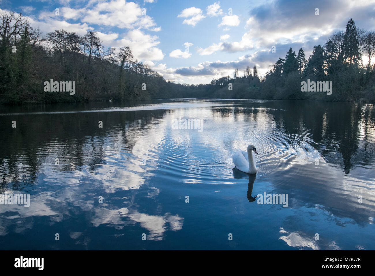 Swan su un lago sotto un frammentari e drammatico cielo invernale Foto Stock