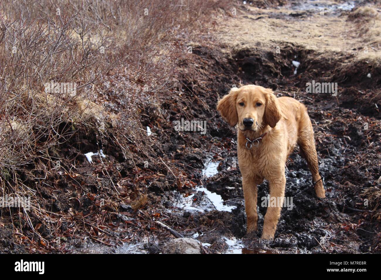 Sporco irlandese cucciolo golden nel fango Foto Stock
