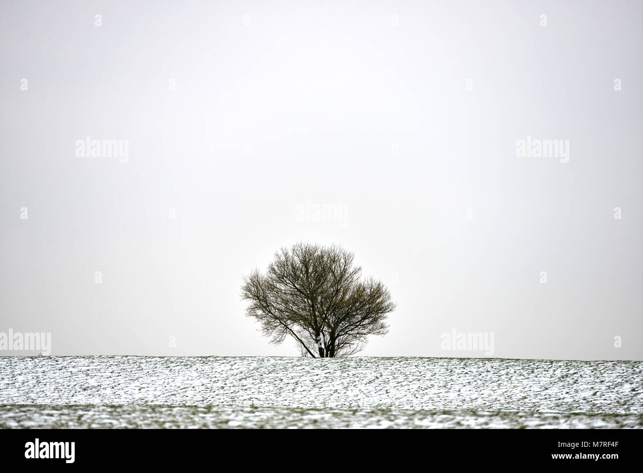 Albero in inverno Foto Stock